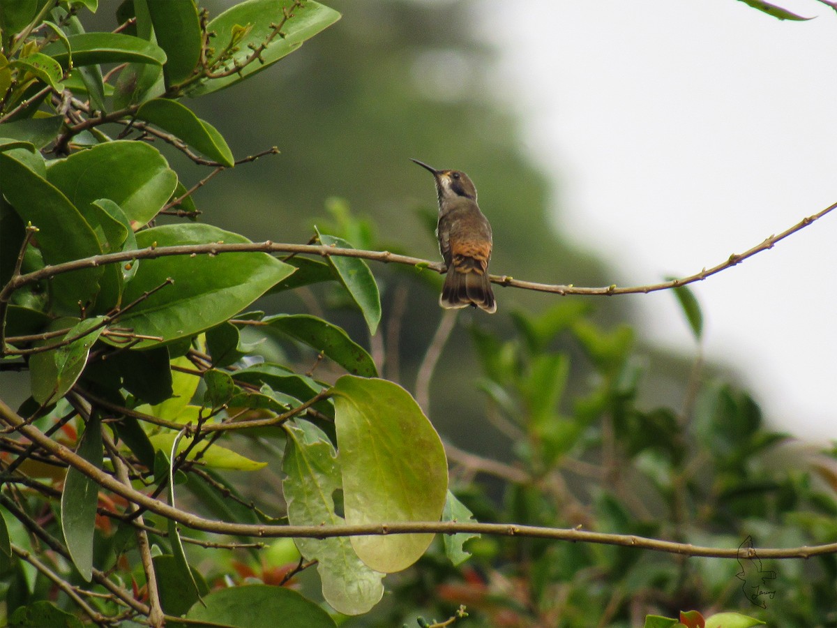 Brown Violetear - ML643197700