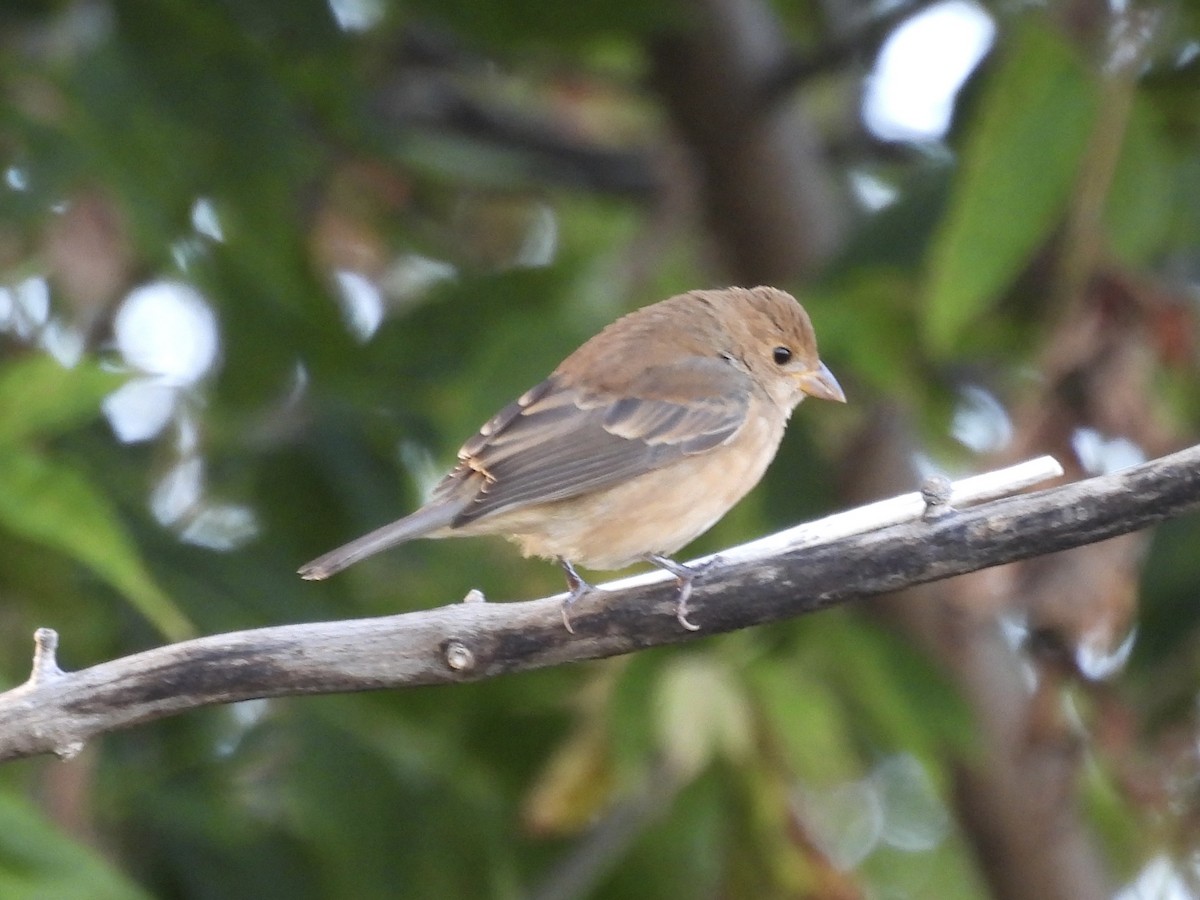 Indigo Bunting - ML643197701