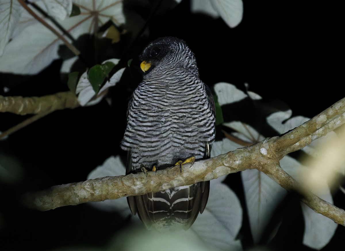 Black-and-white Owl - ML643197702