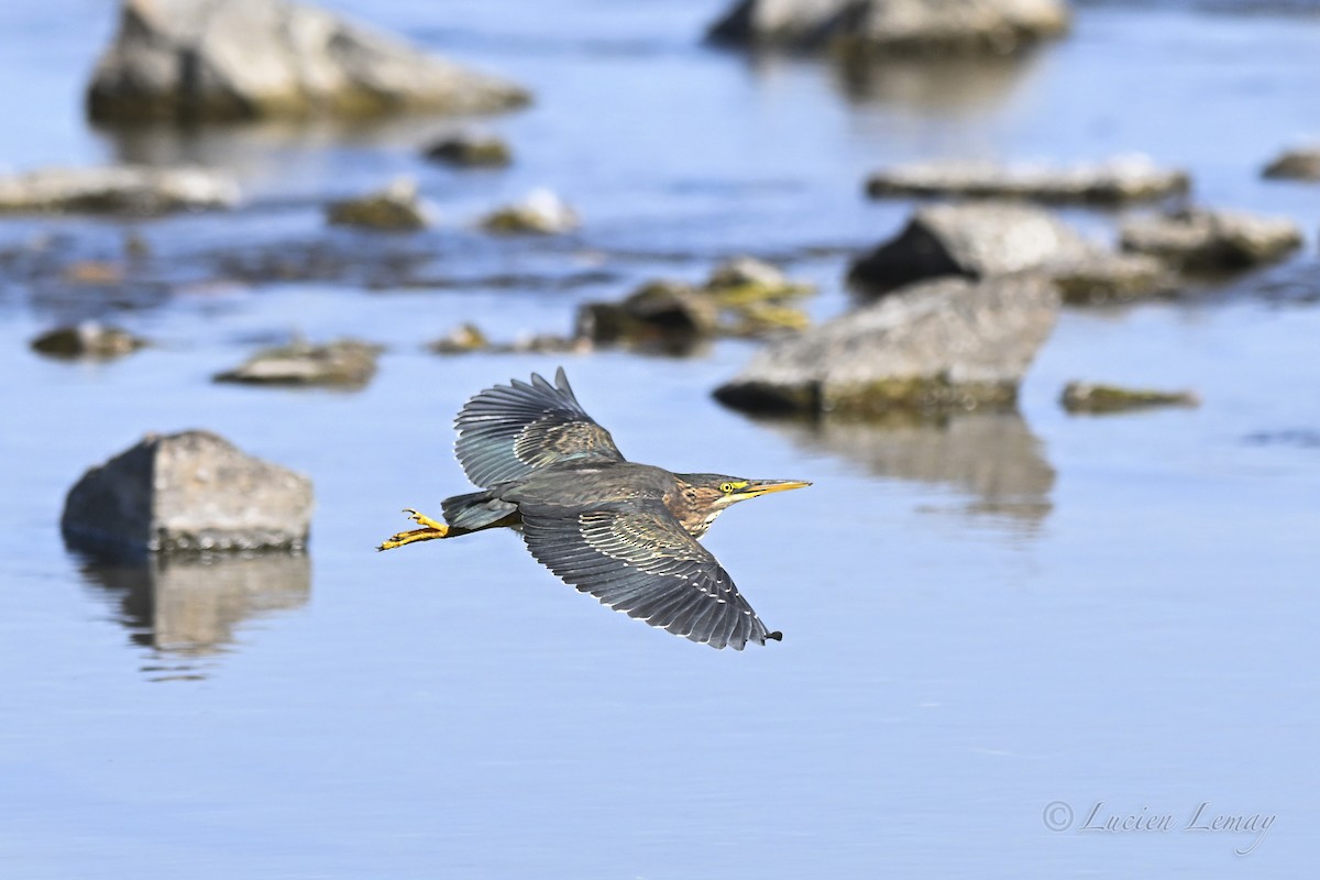 Green Heron - ML643197703