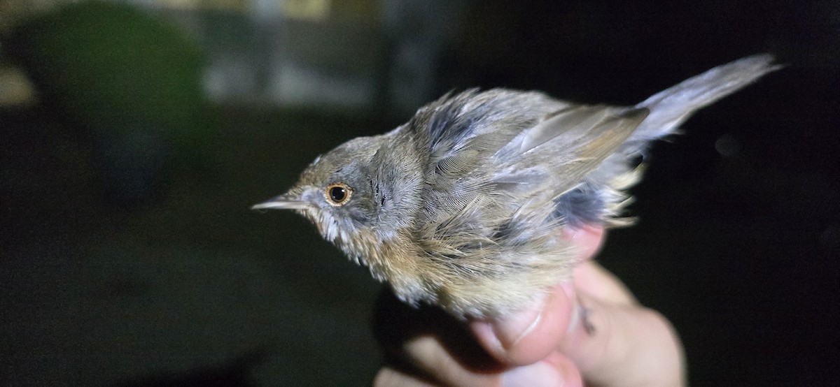 Western Subalpine Warbler - ML643197706