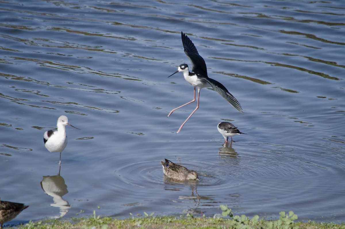 Black-necked Stilt - ML643197707