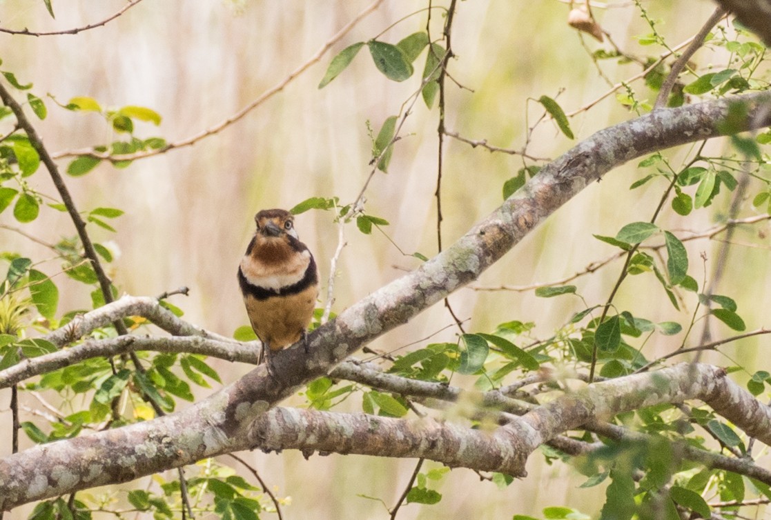 Russet-throated Puffbird - ML643197708