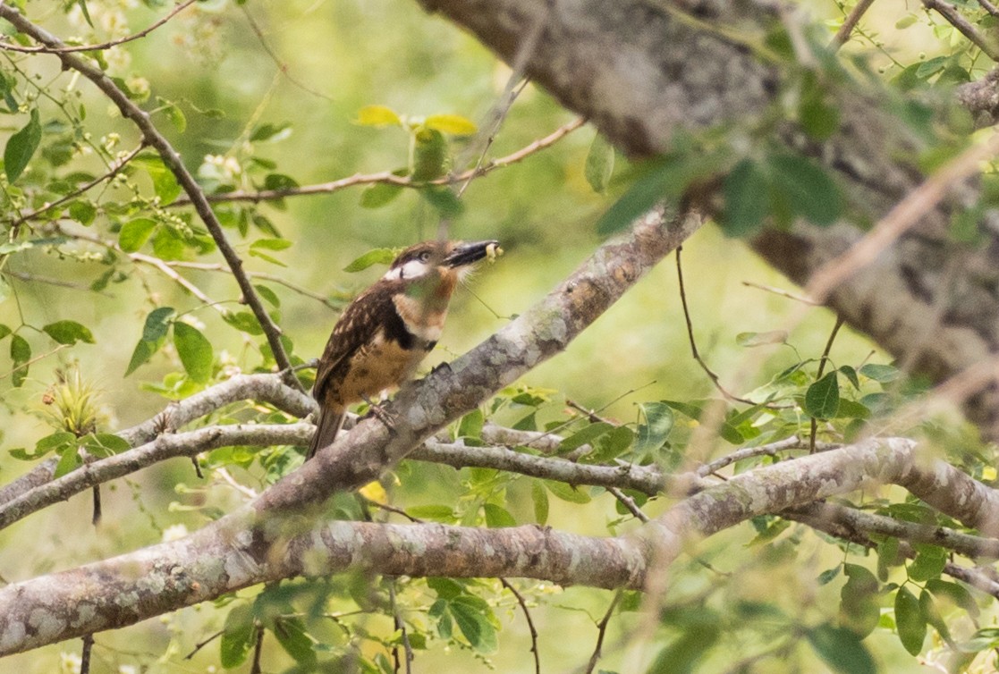 Russet-throated Puffbird - ML643197709