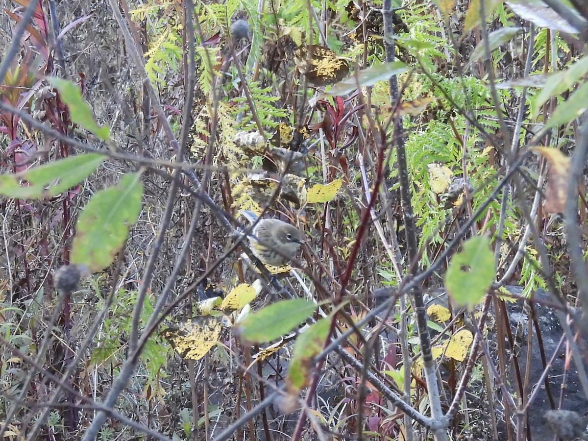 Yellow-rumped Warbler - ML643197710