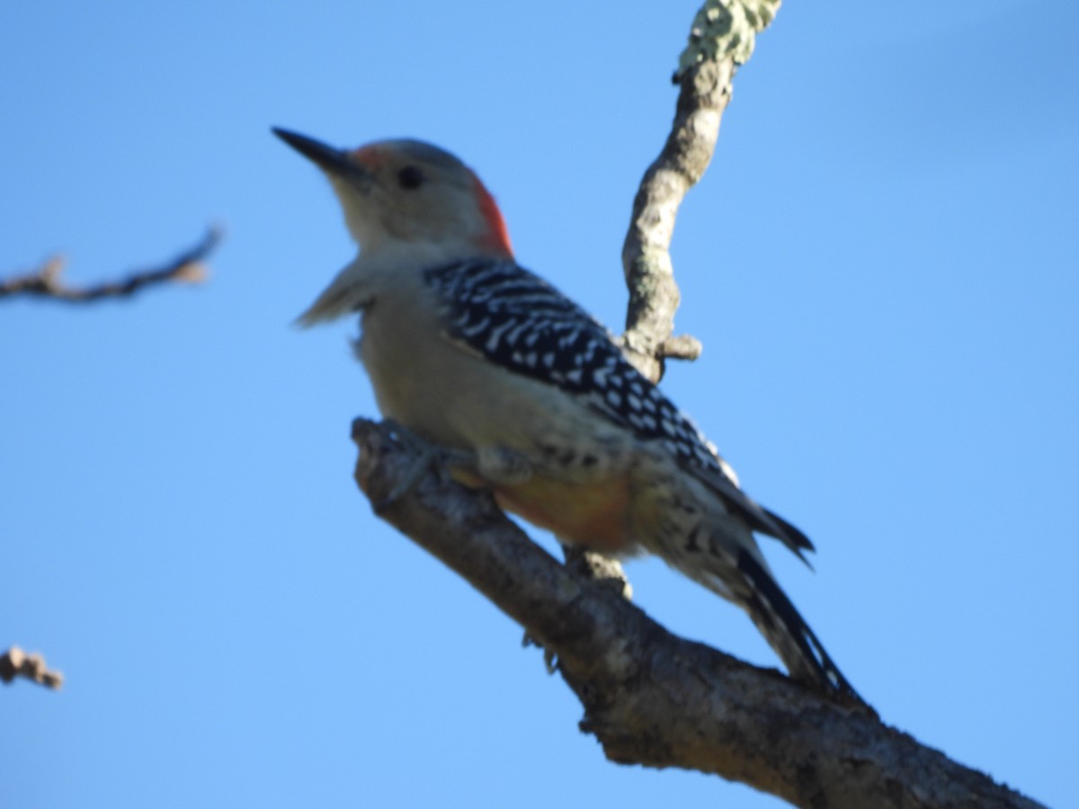 Red-bellied Woodpecker - ML643197712