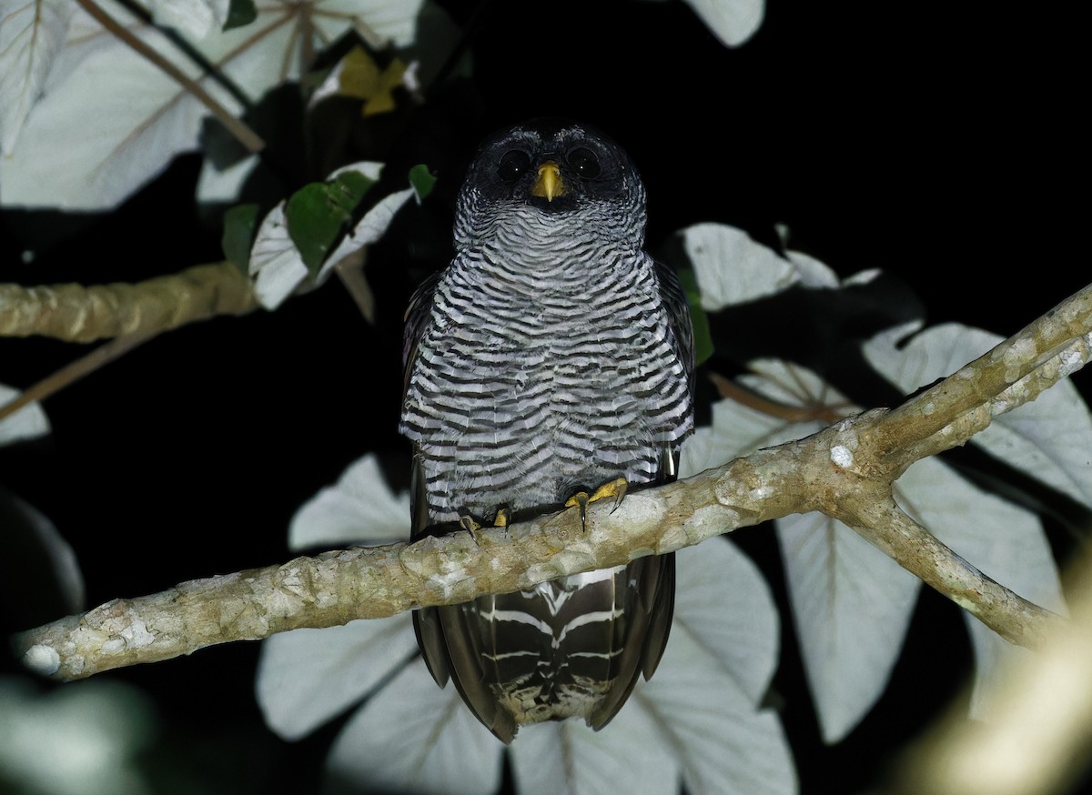 Black-and-white Owl - ML643197714