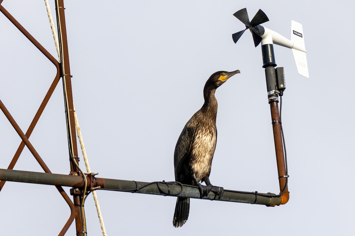 Great Cormorant - ML643197716