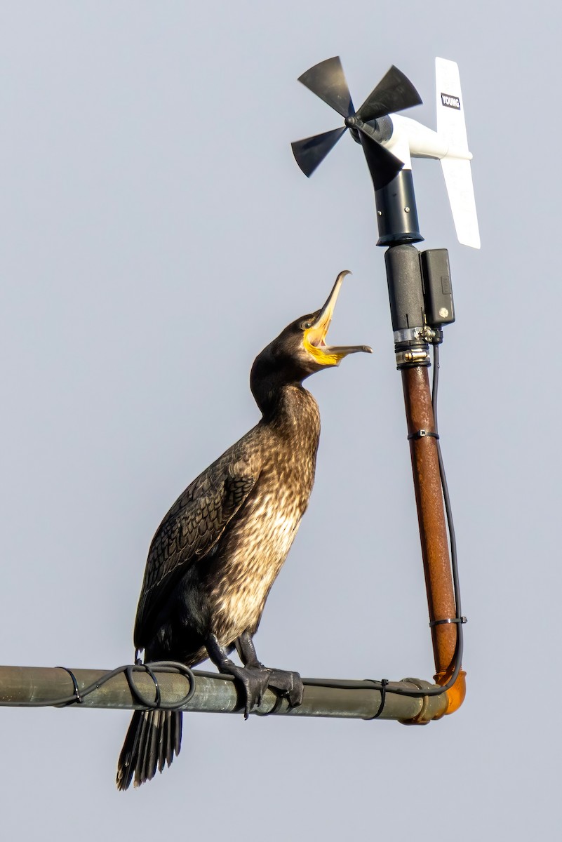European Shag - ML643197717