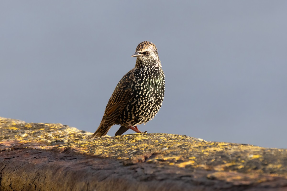 European Starling - ML643197723