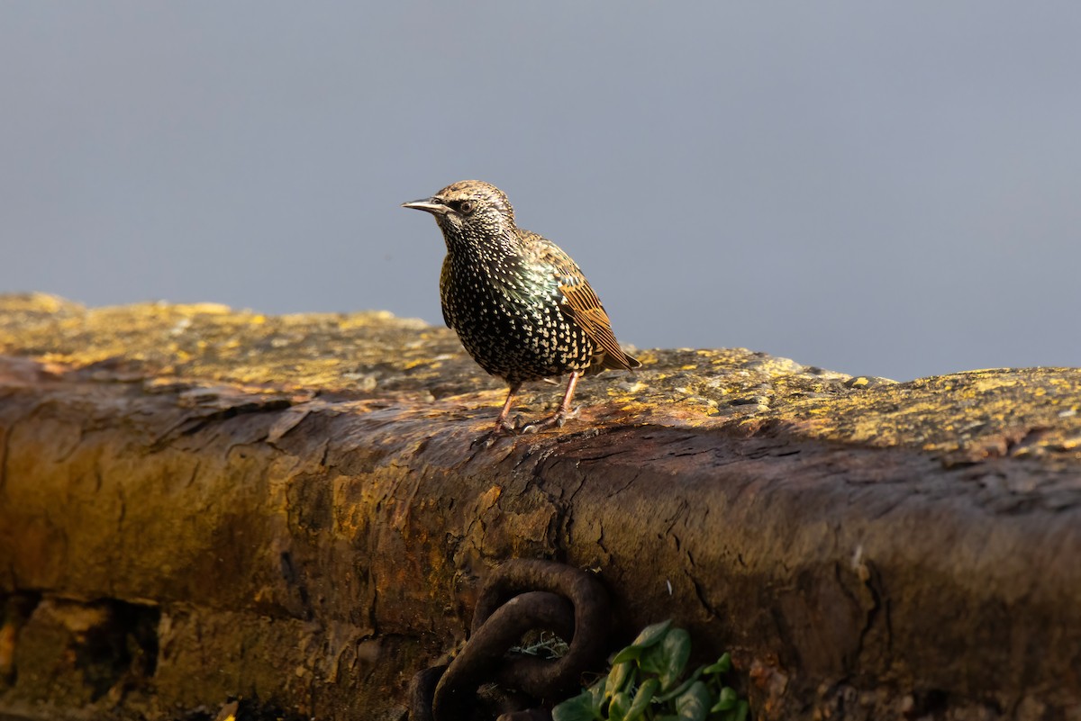 European Starling - ML643197724