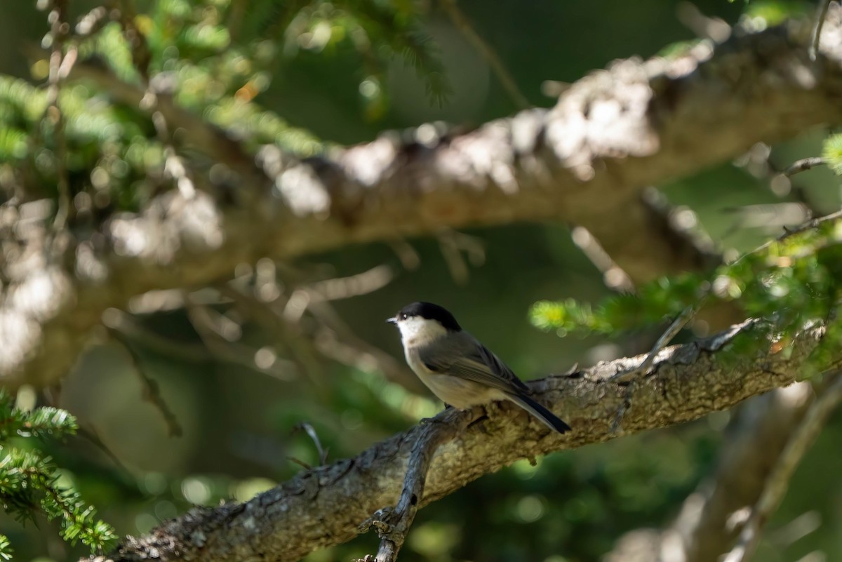 Willow Tit - ML643197730