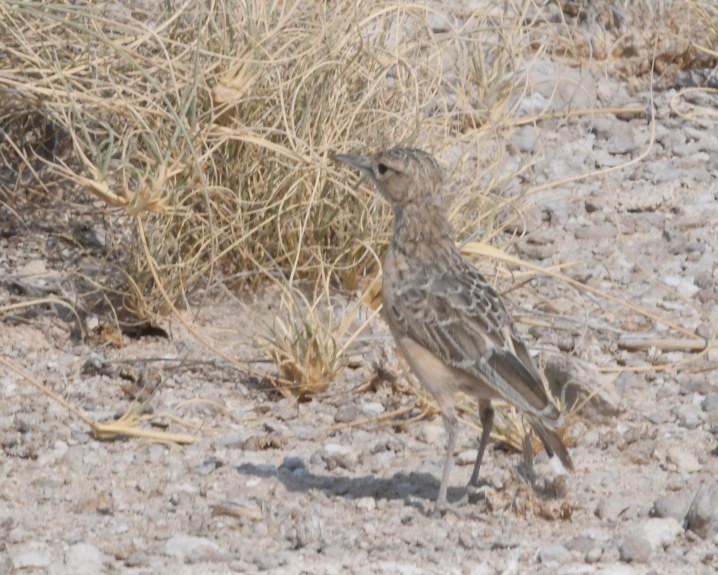 Spike-heeled Lark - ML643197740