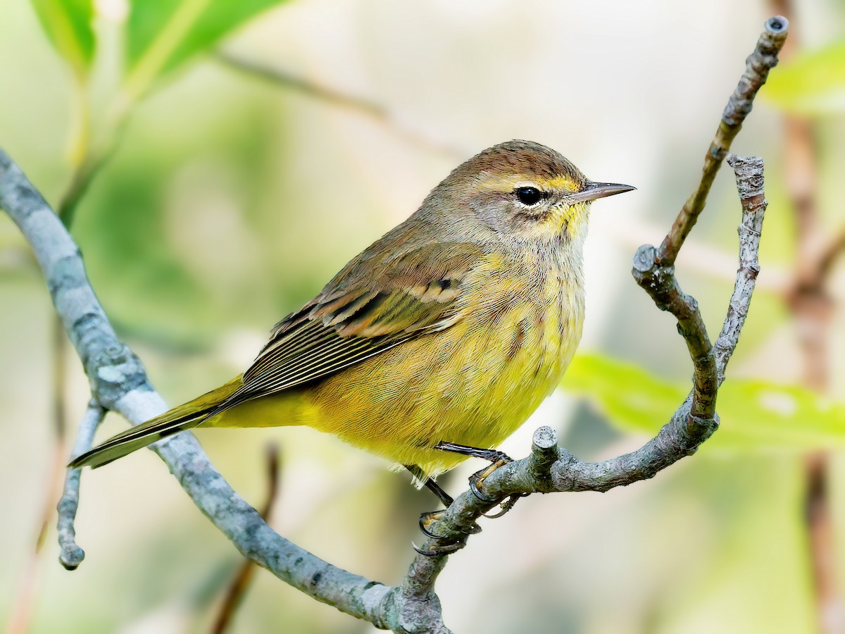 Palm Warbler (Yellow) - ML643197748