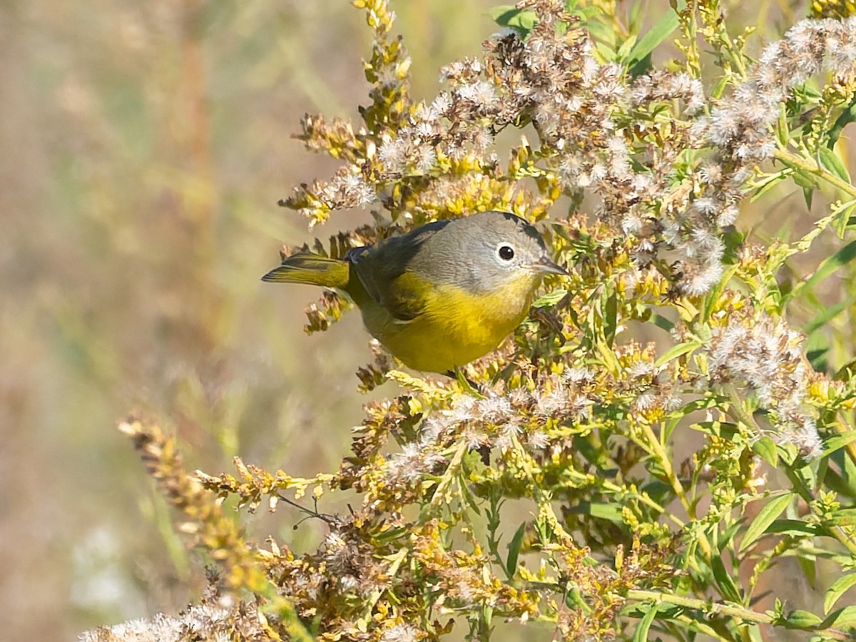 Nashville Warbler - ML643197749