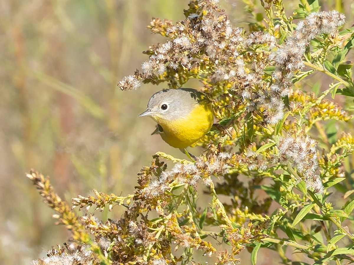 Nashville Warbler - ML643197753