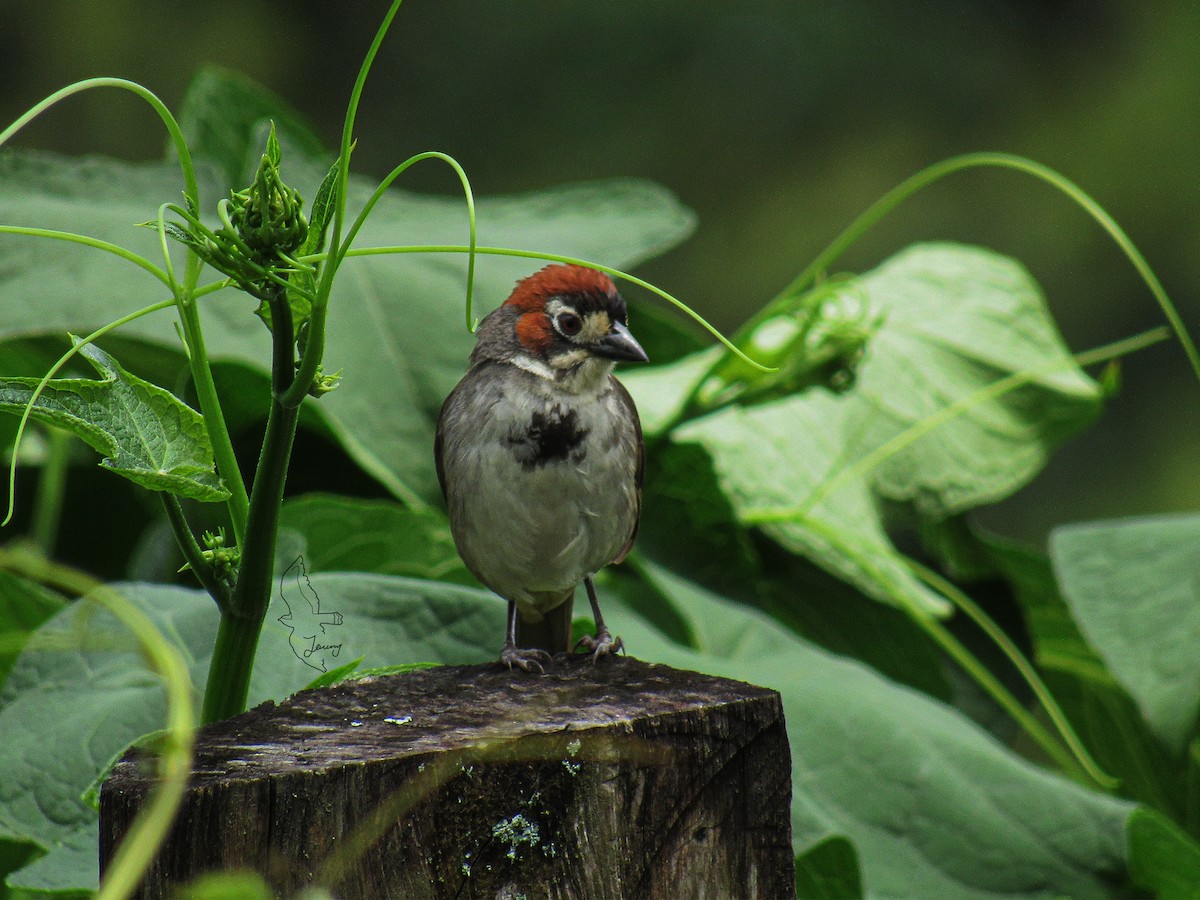 Cabanis's Ground-Sparrow - ML643197754