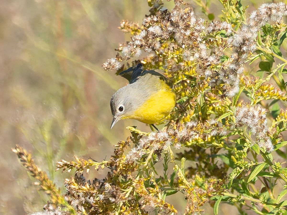Nashville Warbler - ML643197756