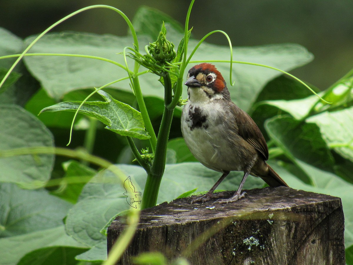 Cabanis's Ground-Sparrow - ML643197758