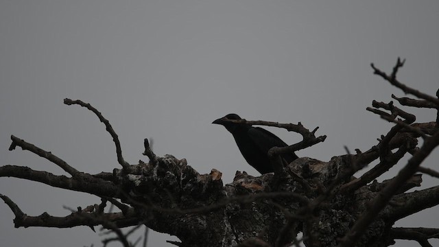Fan-tailed Raven - ML643197765