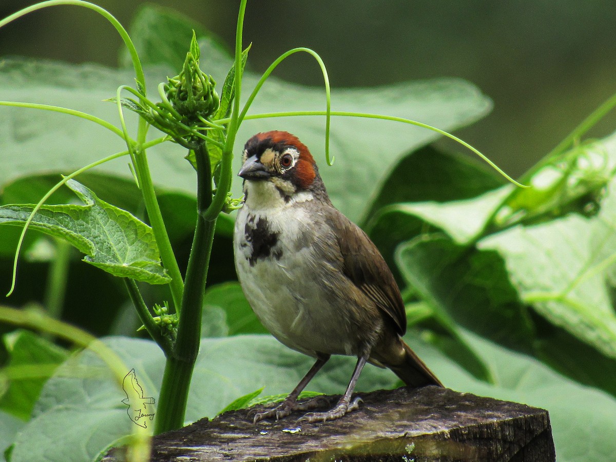 Cabanis's Ground-Sparrow - ML643197766