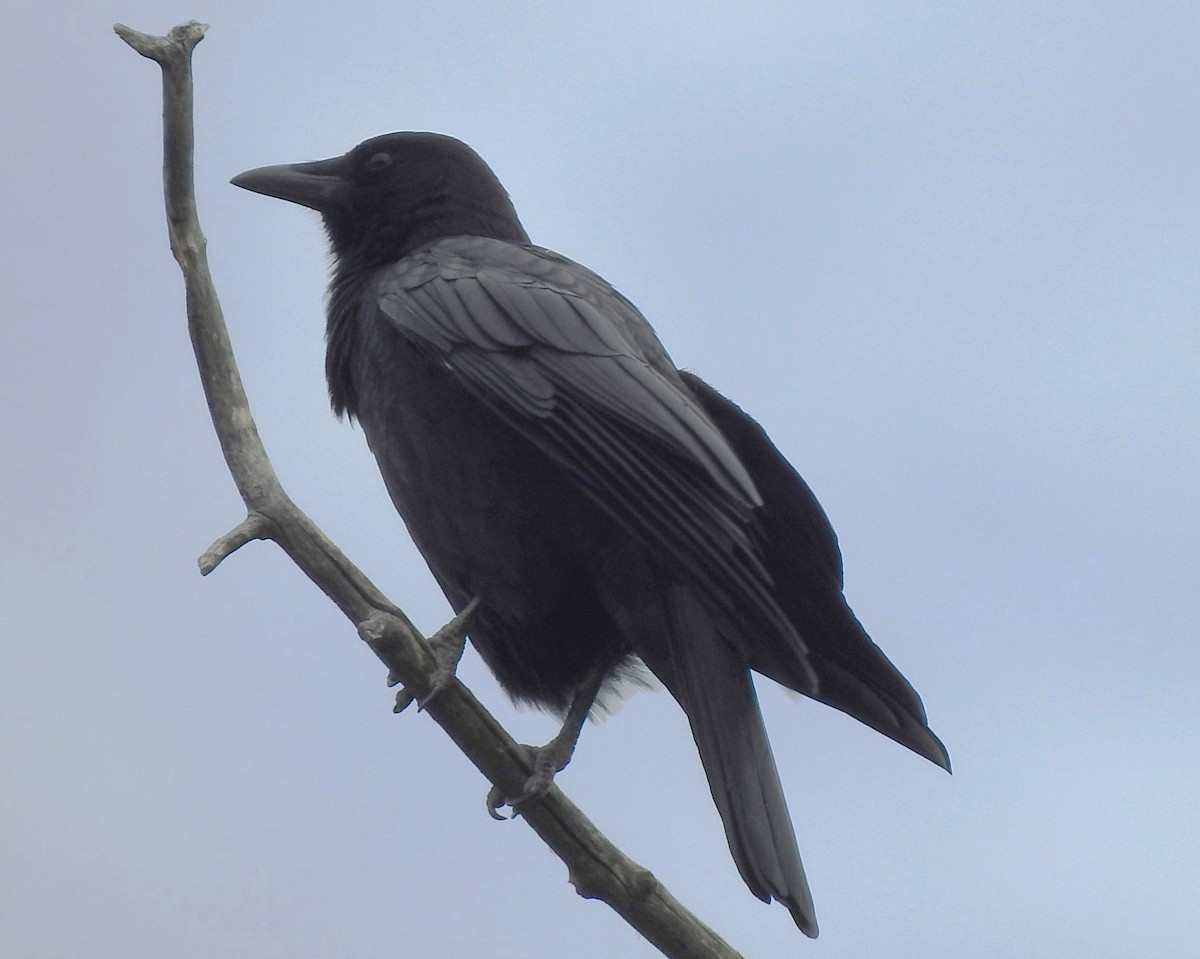 American Crow - ML643197773