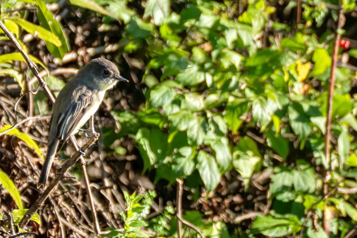 Eastern Phoebe - ML643197829