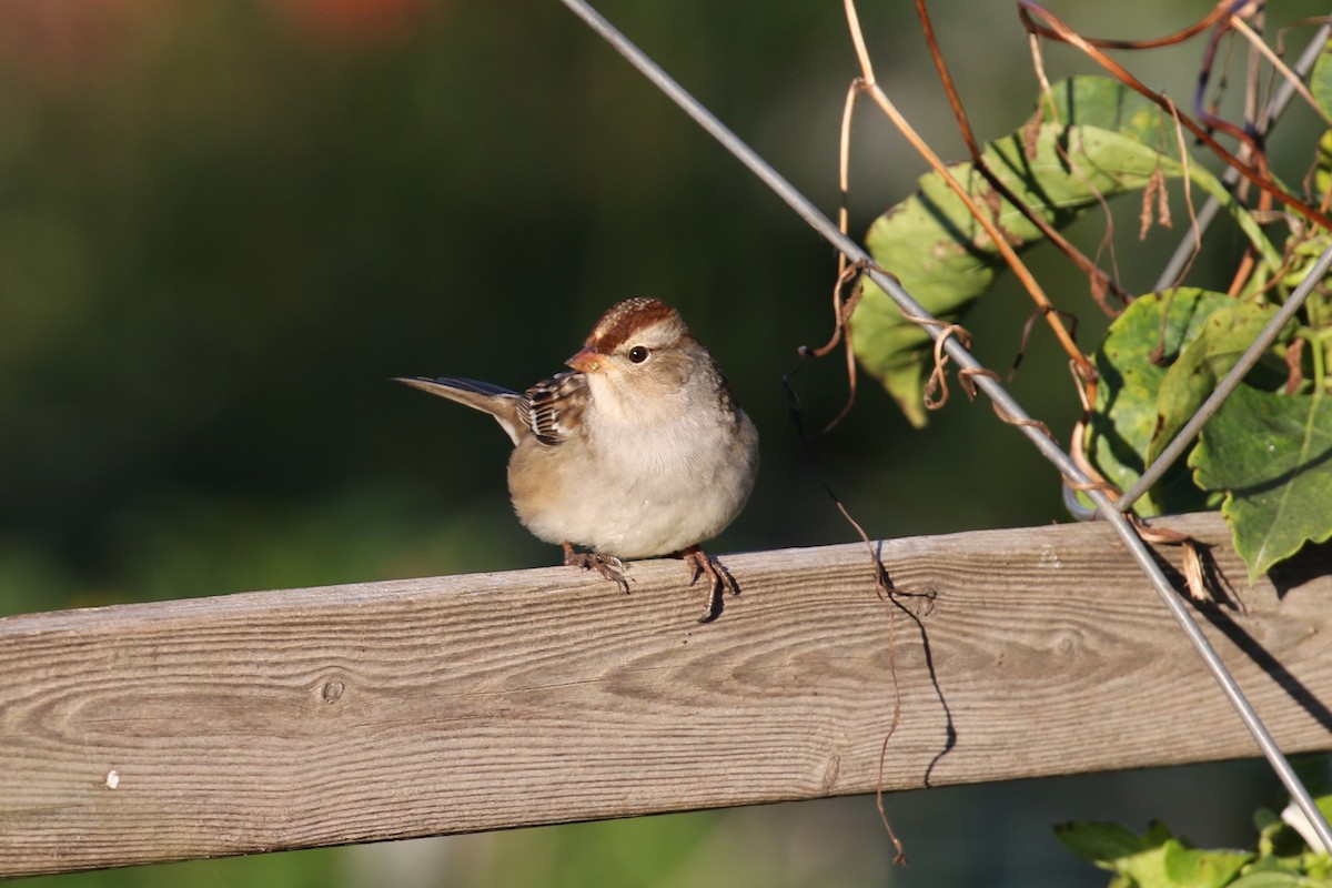 White-crowned Sparrow (Dark-lored) - ML643197843
