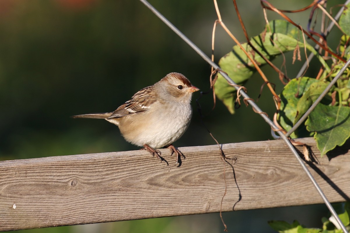 White-crowned Sparrow (Dark-lored) - ML643197845