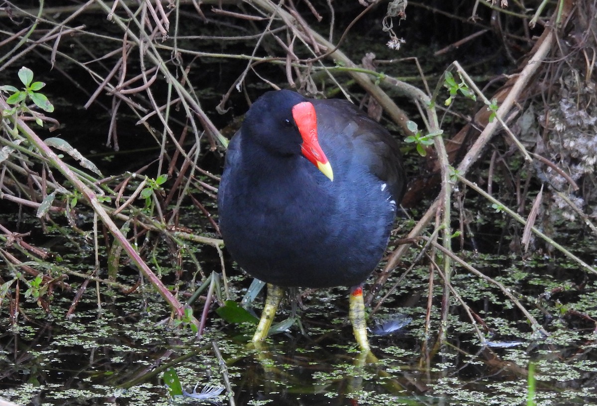 Common Gallinule - ML643197858