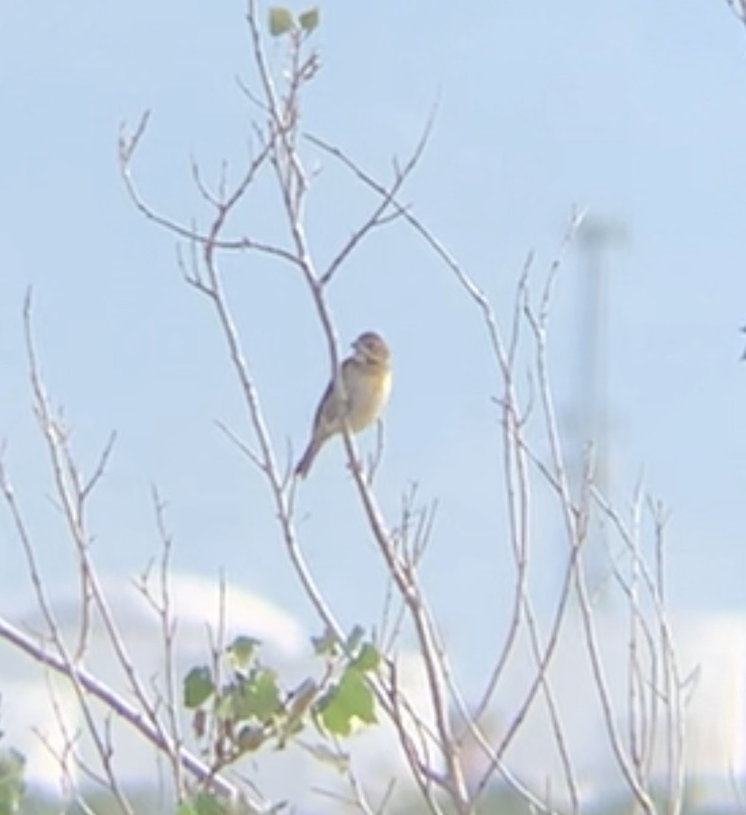 Dickcissel - ML643197879