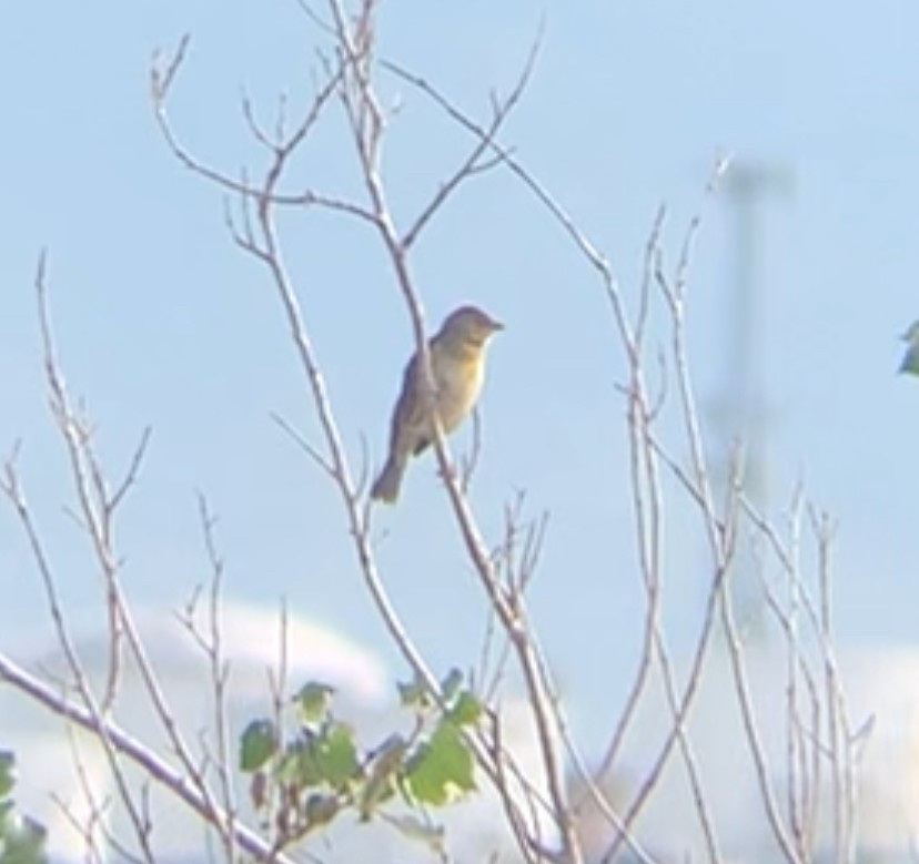 Dickcissel - ML643197880