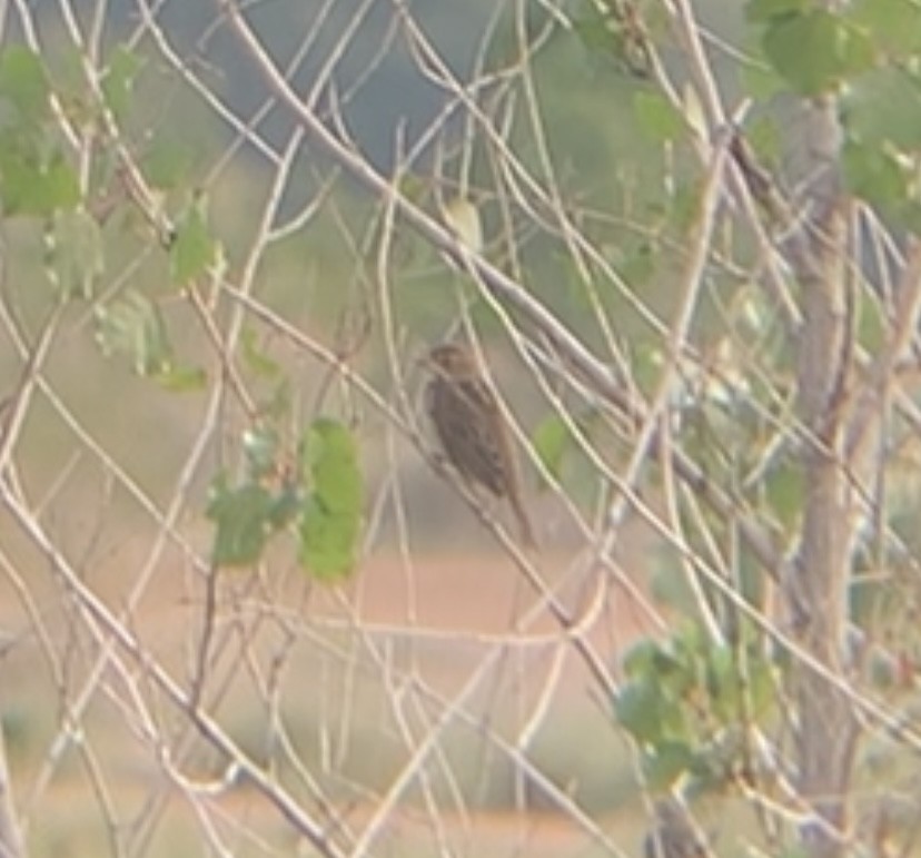 Dickcissel - ML643197881