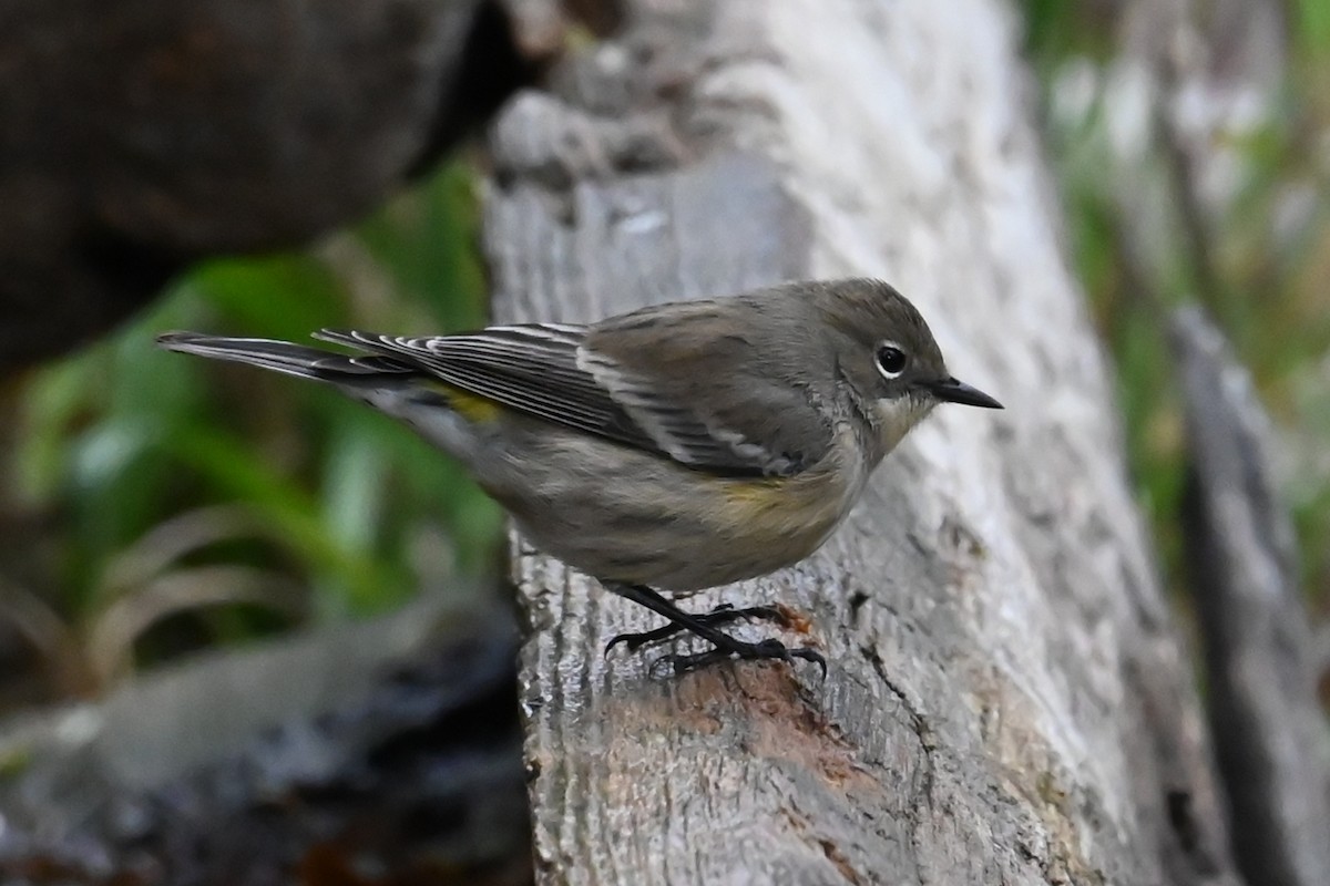 Yellow-rumped Warbler - ML643197882