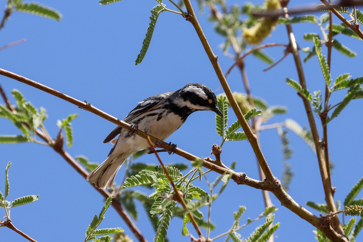 Black-throated Gray Warbler - ML643197883