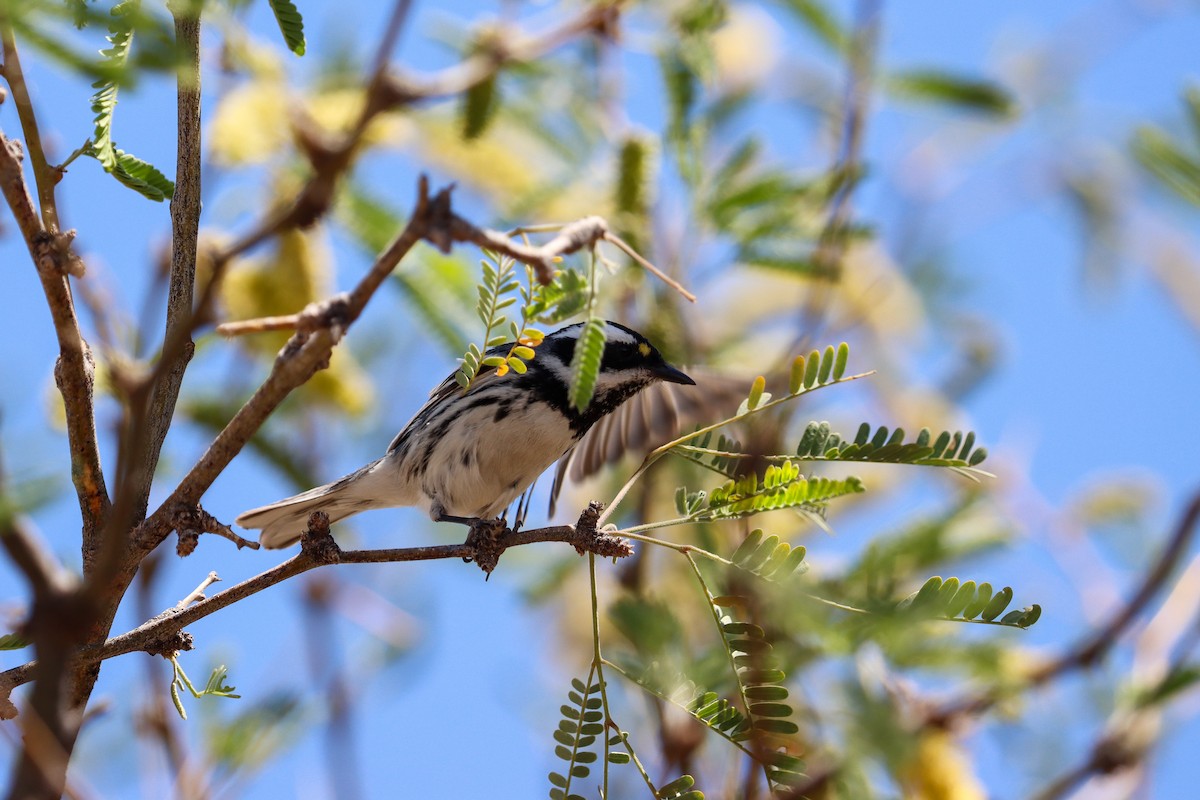 Black-throated Gray Warbler - ML643197884