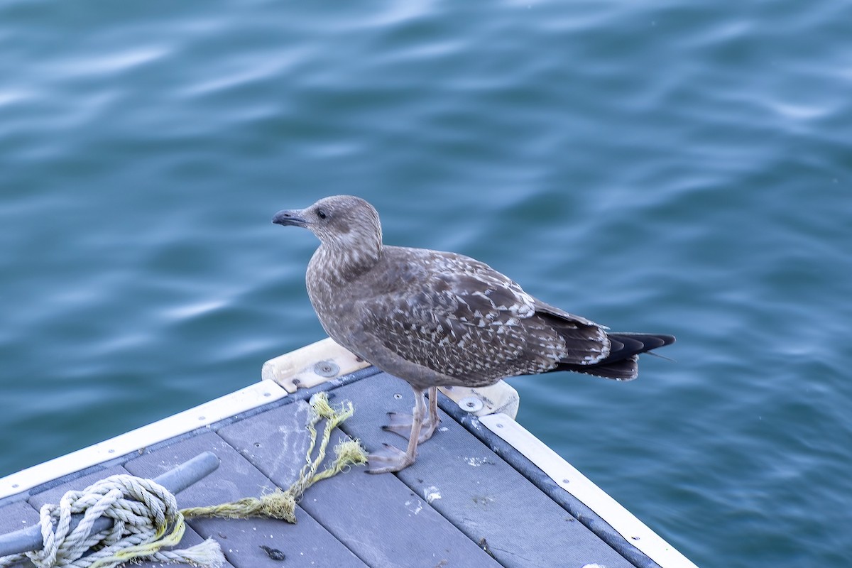American Herring Gull - ML643197891