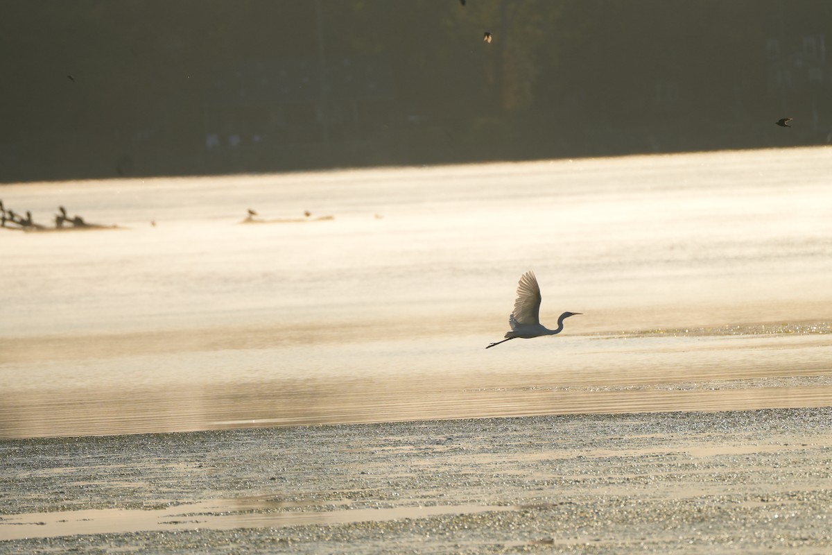 Great Blue Heron - ML643197892