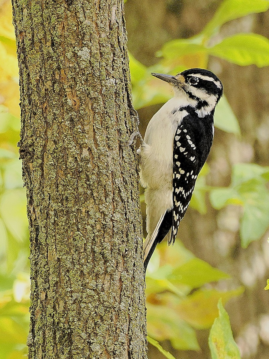 Hairy Woodpecker - ML643197894