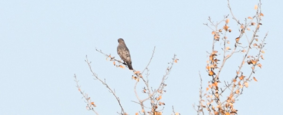 Red-tailed Hawk - ML643197895