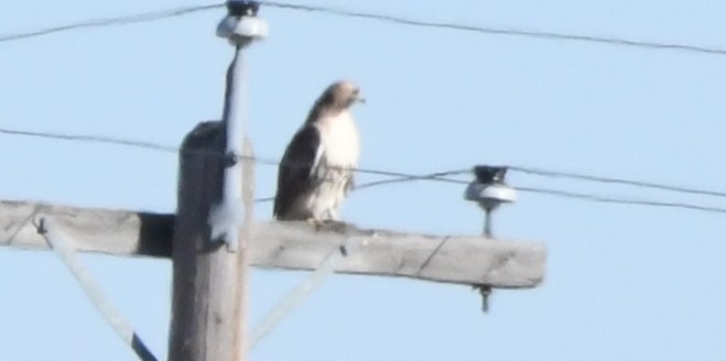 Red-tailed Hawk - ML643197896