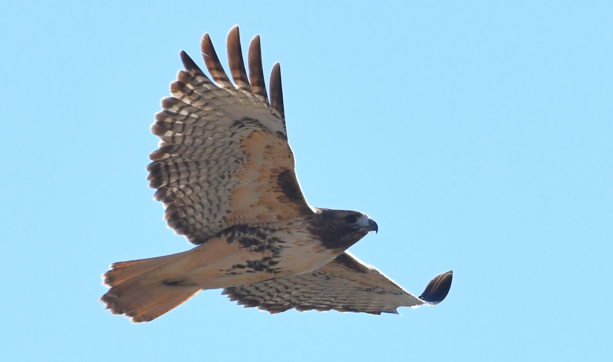 Red-tailed Hawk - ML643197897
