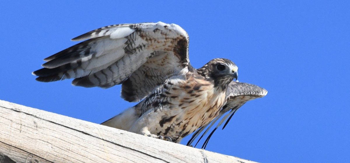 Red-tailed Hawk - ML643197898