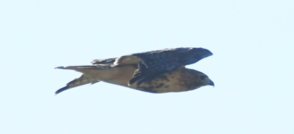 Red-tailed Hawk - ML643197899