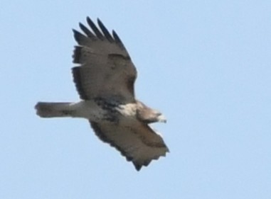 Red-tailed Hawk - ML643197900