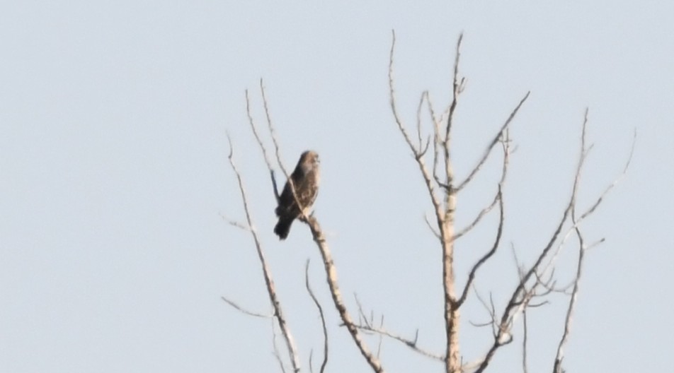 Red-tailed Hawk - ML643197902