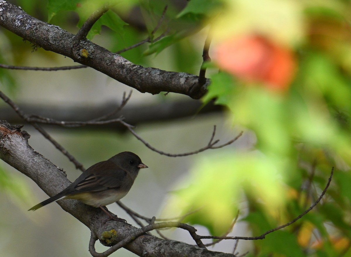 Dark-eyed Junco - ML643197903
