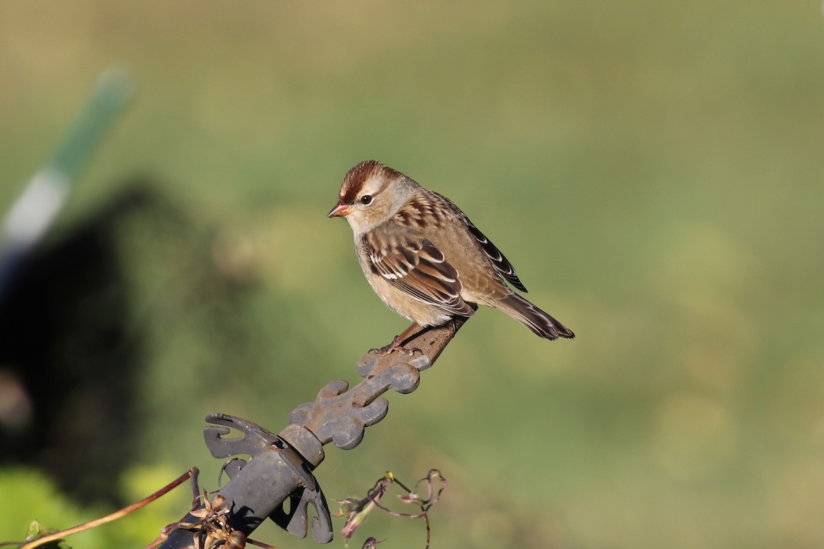 White-crowned Sparrow (Dark-lored) - ML643197904