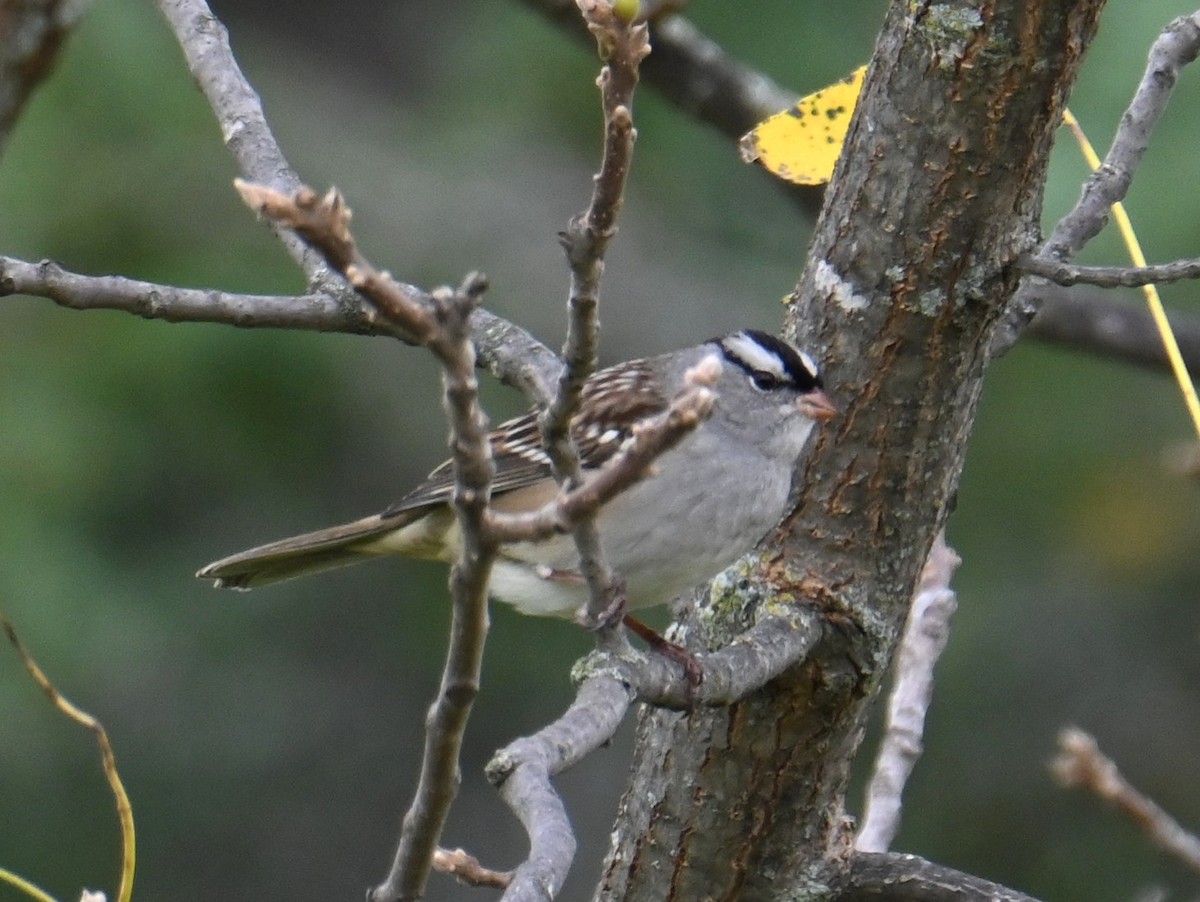 White-crowned Sparrow - ML643197905