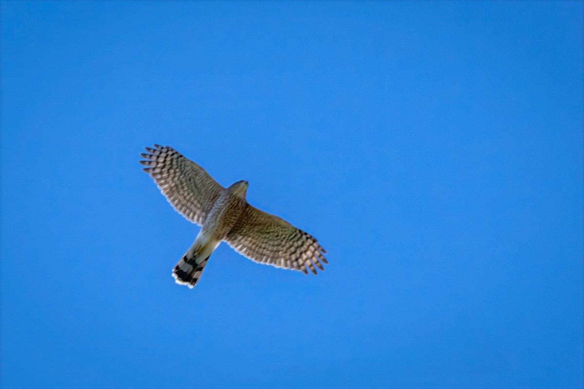Sharp-shinned Hawk - ML643197906